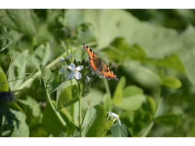 TerraLife® - BetaMaxx TR-3