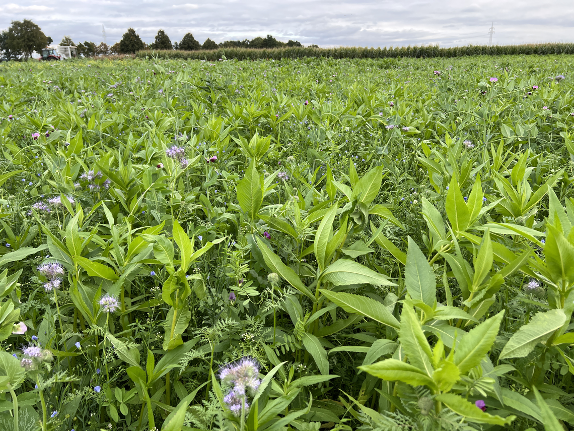 TerraLife® - BetaMaxx 50-7