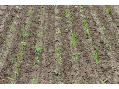 TerraLife® - BetaMaxx 30-1
