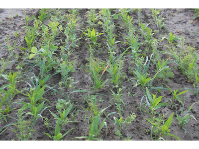 TerraLife® - BetaMaxx 30-2