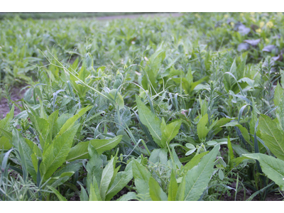 TerraLife® - BetaMaxx 30-3