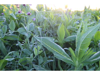 TerraLife® - BetaMaxx 30-5