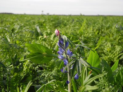 TerraLife® - BetaMaxx 30-6