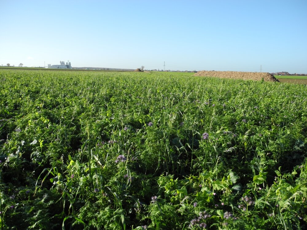 TerraLife® - BetaMaxx 50-8