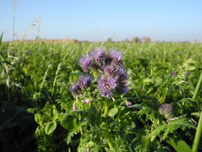 TerraLife® - BetaMaxx 30-8