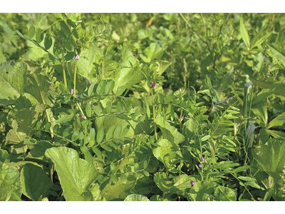 TerraLife® - BetaSola-4