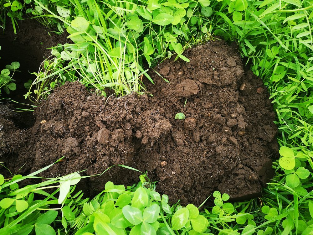 FutterGreen einjährig-1