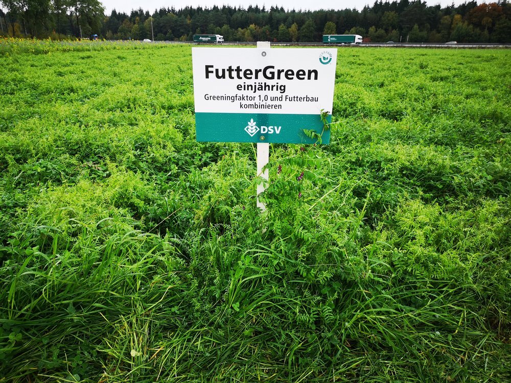 FutterGreen einjährig-3