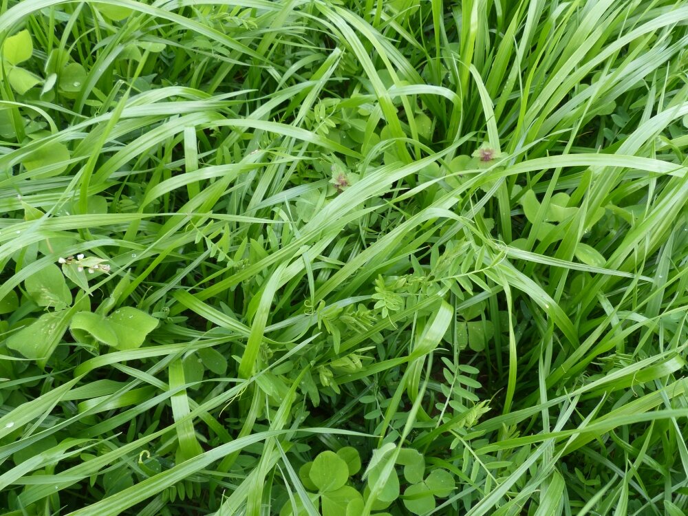 TerraLife® - Landsberger Gemenge-4