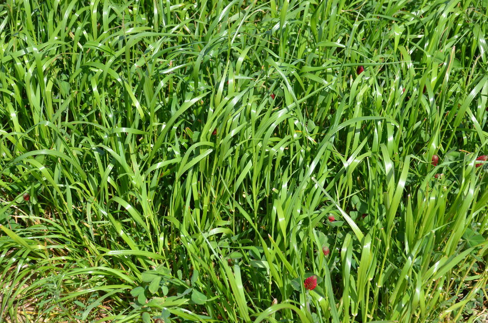 TerraLife® - Landsberger Gemenge-6