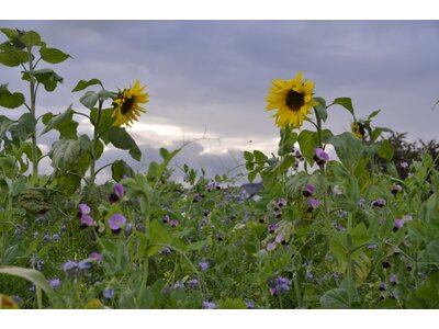 TerraLife® - MaisPro TR-4