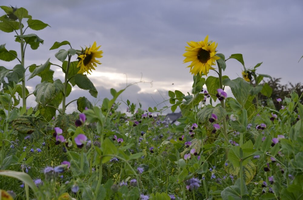 TerraLife® - MaisPro TR-4