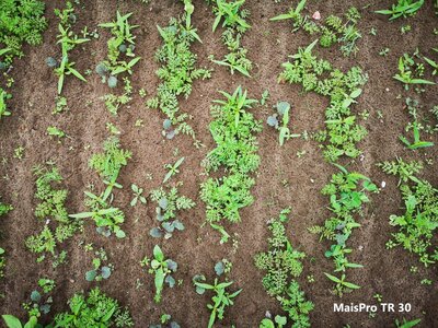 TerraLife® - MaisPro TR-5