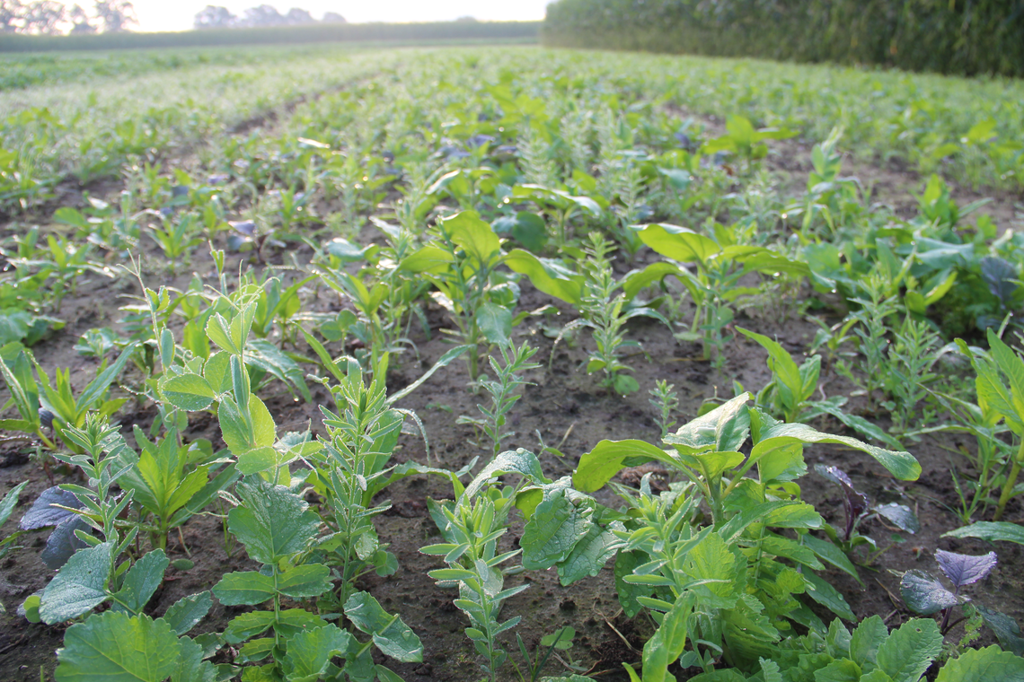 TerraLife® - MaisPro TR 50-2