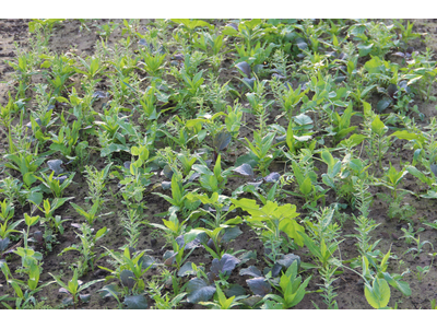 TerraLife® - MaisPro TR 50-1