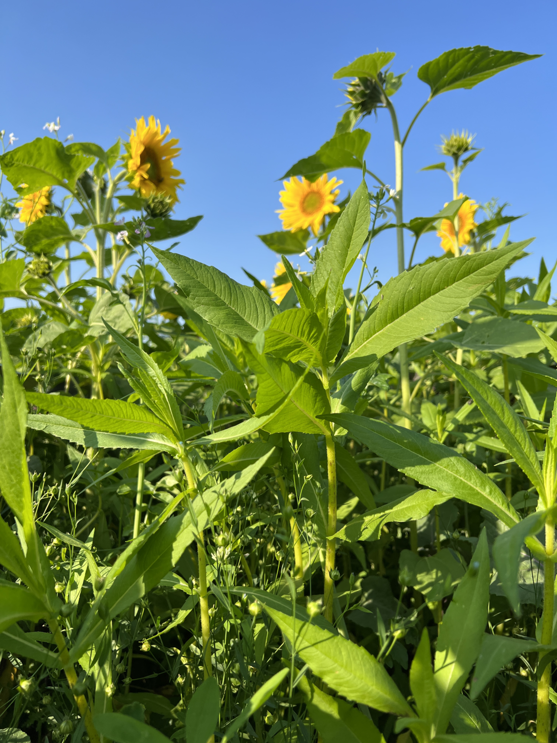 TerraLife® - MaisPro TR 50-8