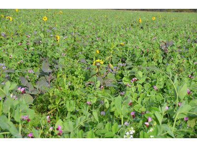 TerraLife® - MaisPro TR 30-0