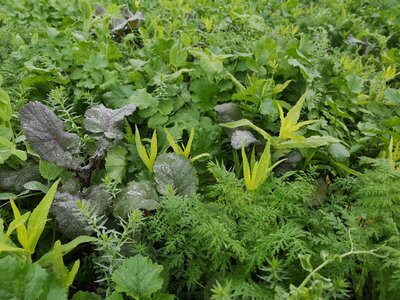 TerraLife® - MaisPro TR 30-3