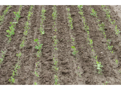 TerraLife® - N-Fixx 50-4