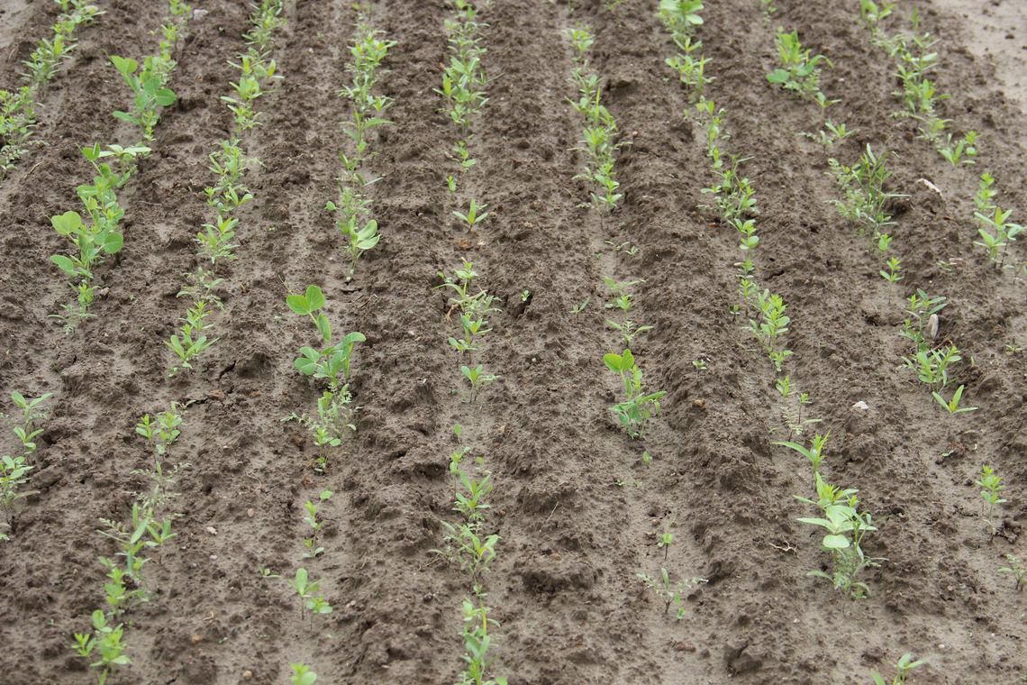 TerraLife® - N-Fixx 50-4