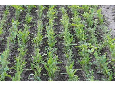 TerraLife® - N-Fixx 50-5