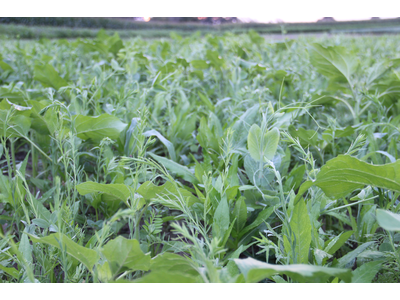TerraLife® - N-Fixx 50-6