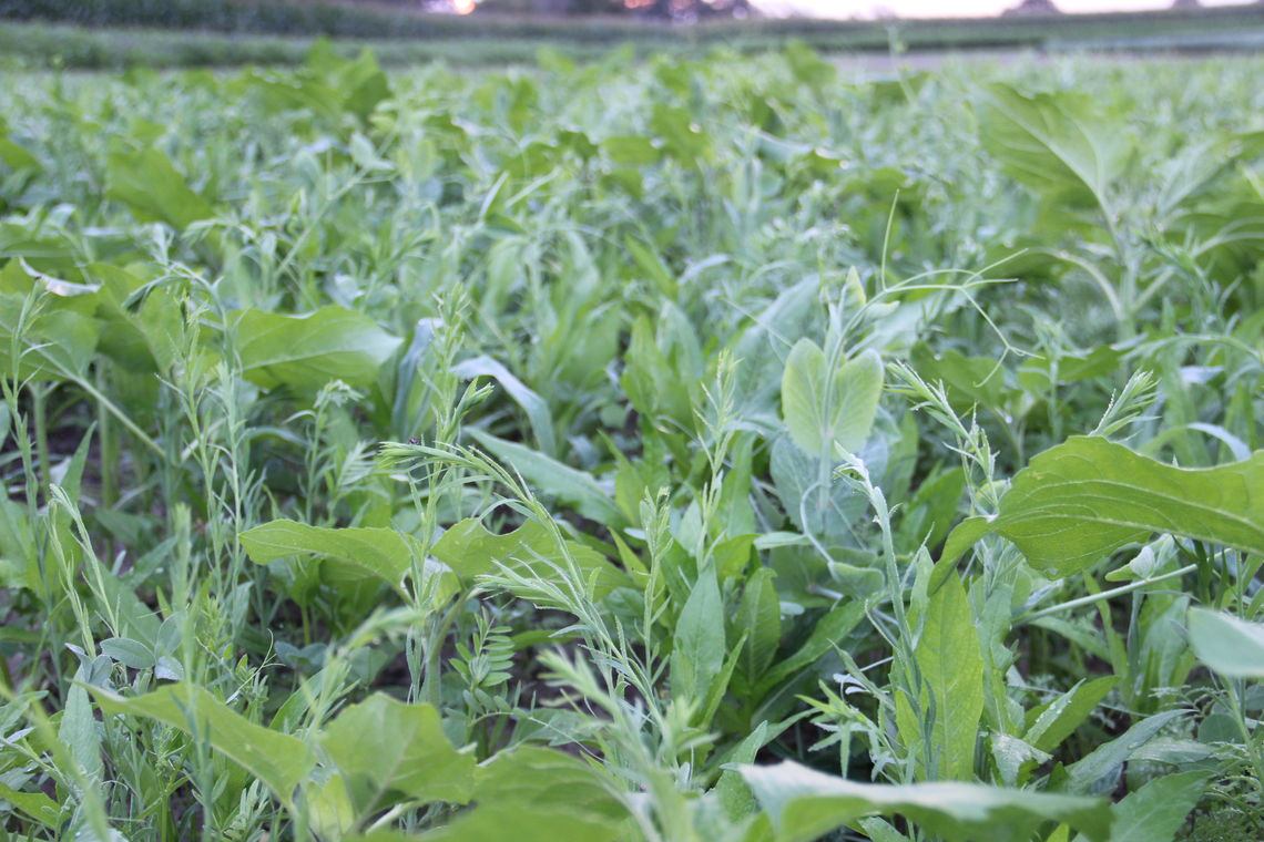 TerraLife® - N-Fixx-6