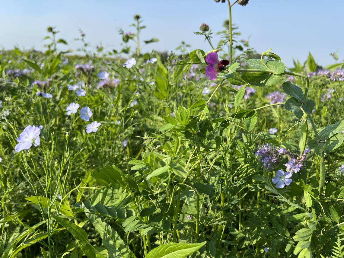 TerraLife® - N-Fixx-1