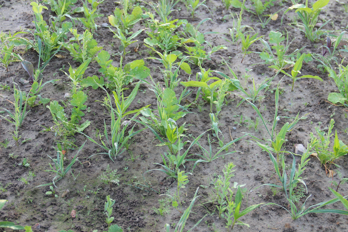 TerraLife® - Rigol TR-3