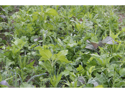 TerraLife® - Rigol TR-4