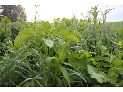 TerraLife® - Rigol TR-5