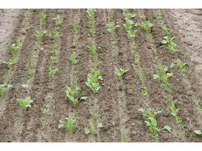 TerraLife® - Rigol TR-2