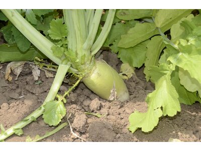 TerraLife® - Rigol TR-6