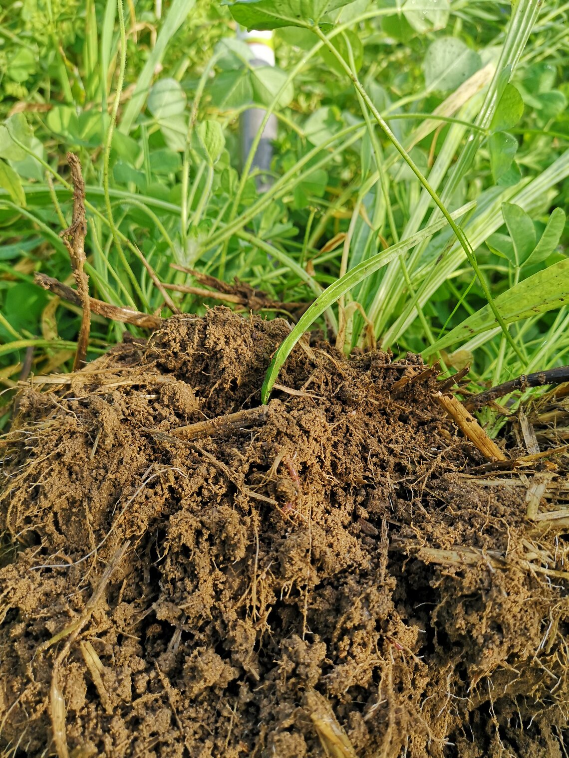 TerraLife® - SoilProtect-3