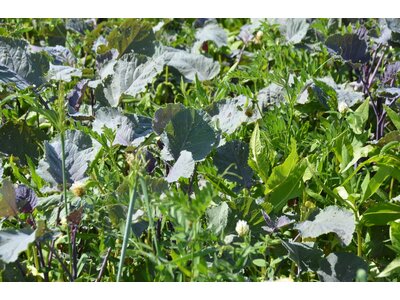 TerraLife® - SolaRigol R-3