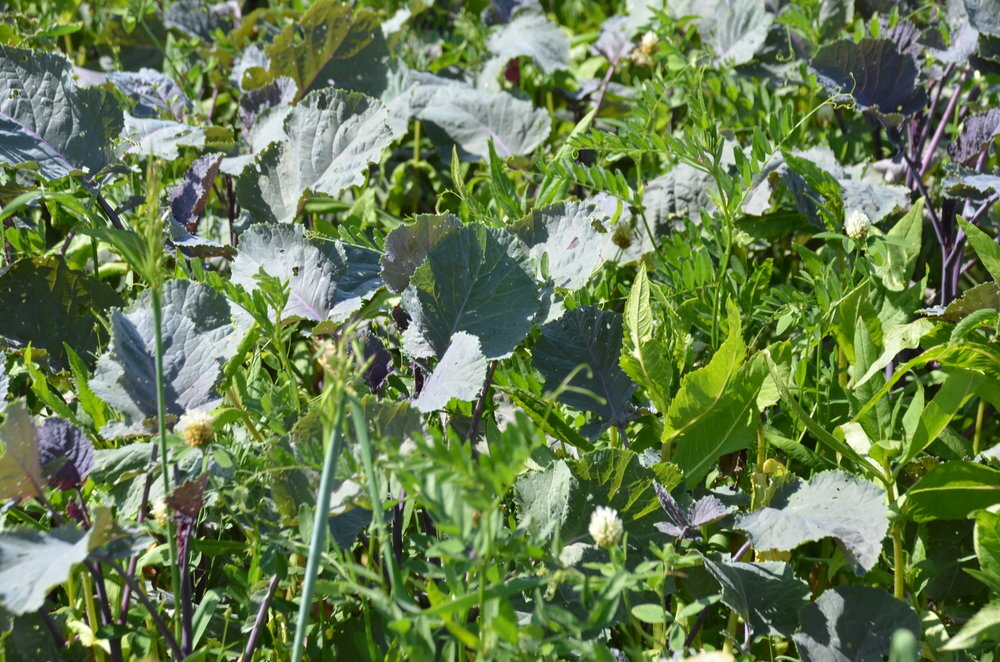 TerraLife® - SolaRigol R-3