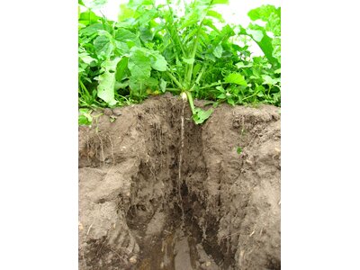 TerraLife® - SolaRigol R-1