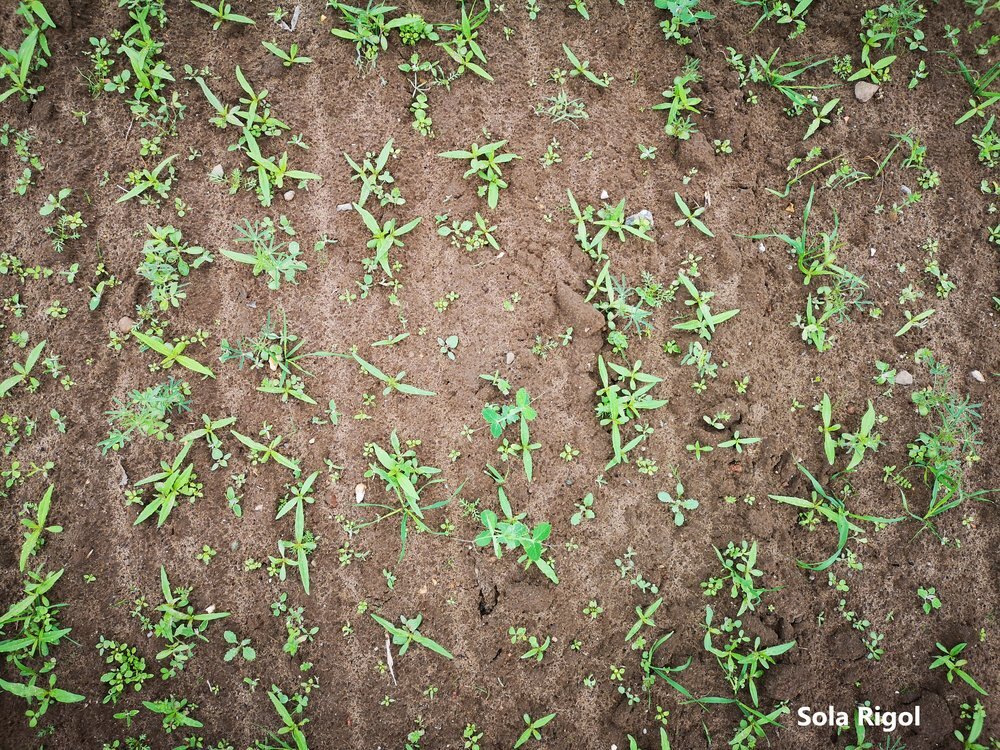 TerraLife® - SolaRigol-6