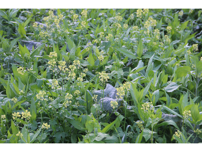 TerraLife® - VitaMaxx TR-9
