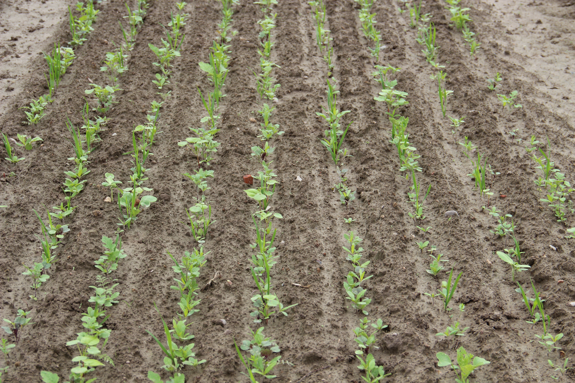 TerraLife® - VitaMaxx TR-5