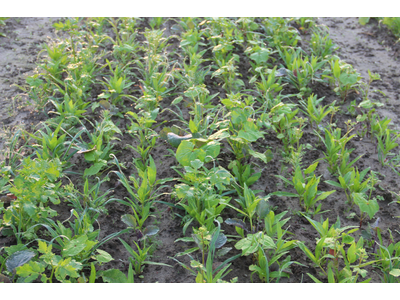 TerraLife® - VitaMaxx TR-6