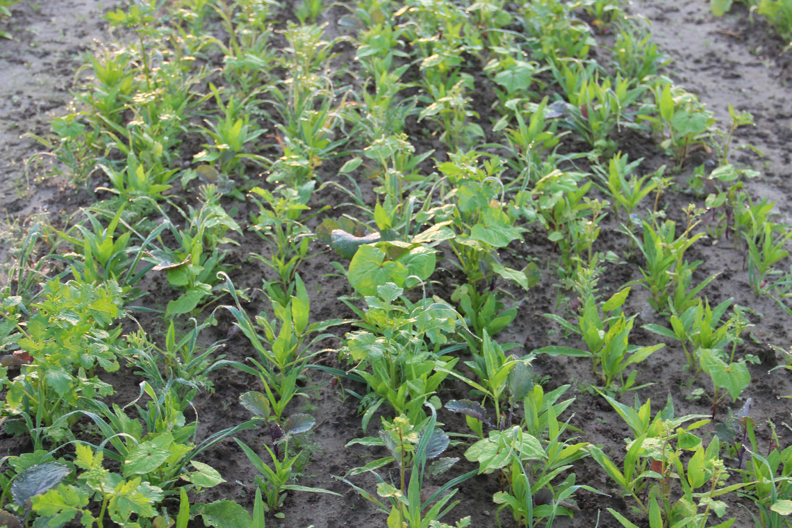 TerraLife® - VitaMaxx TR-6