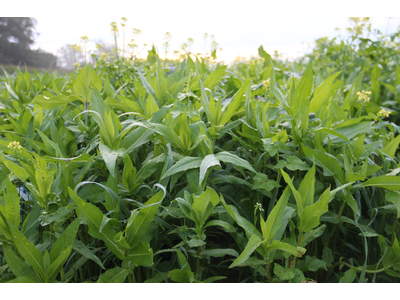 TerraLife® - VitaMaxx TR-7