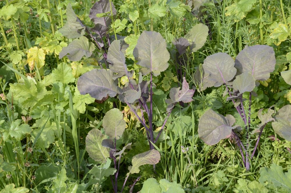 TerraLife® - VitaMaxx TR-2