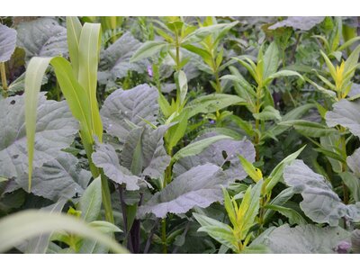 TerraLife® - WarmSeason-3