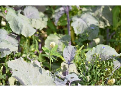 TerraLife® - WarmSeason-4