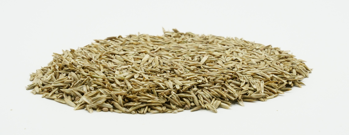 COUNTRY Feldgras 2059 -2